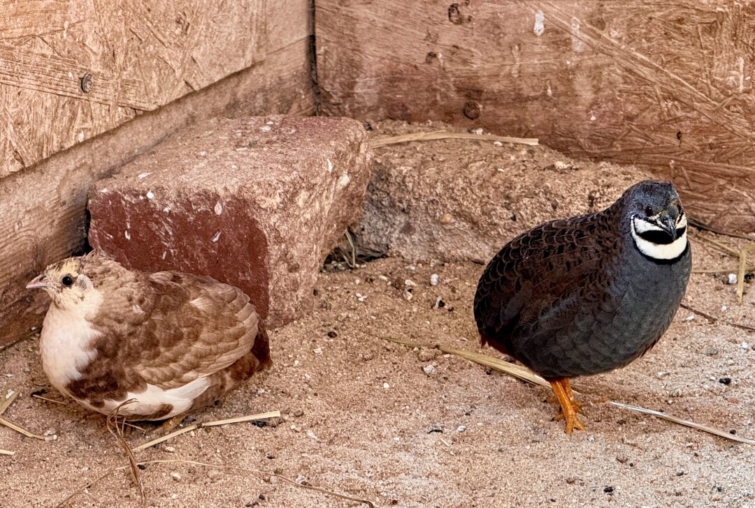 Zoo der Minis Aue: Kleinster Hühnervogel der Welt erwartet Nachwuchs - Im Auer Zoo der Minis sind auch chinesische Zwergwachteln zuhause und erstmal bebrütet die Henne die gelegten Eier. Foto: Ralf Wendland