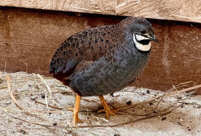 Zoo der Minis Aue: Kleinster Hühnervogel der Welt erwartet Nachwuchs - Im Auer Zoo der Minis sind auch chinesische Zwergwachteln zuhause und erstmal bebrütet die Henne die gelegten Eier. Foto: Ralf Wendland