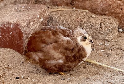 Zoo der Minis Aue: Kleinster Hühnervogel der Welt erwartet Nachwuchs - Im Auer Zoo der Minis sind auch chinesische Zwergwachteln zuhause und erstmal bebrütet die Henne die gelegten Eier. Foto: Ralf Wendland