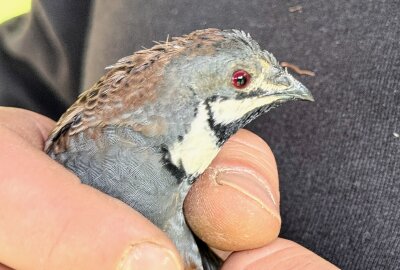 Zoo der Minis Aue: Kleinster Hühnervogel der Welt erwartet Nachwuchs - Im Auer Zoo der Minis sind auch chinesische Zwergwachteln zuhause und erstmal bebrütet die Henne die gelegten Eier. Foto: Ralf Wendland