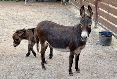 Zoo der Minis: Namen für Mini-Esel-Mädchen gesucht - Im Auer Zoo der Minis gibt es Nachwuchs bei den amerikanischen Miniatureseln. Foto: Ralf Wendland