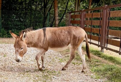 Zoo der Minis: Namen für Mini-Esel-Mädchen gesucht - Der Esel-Papa ist aktuell allein in einem Gehege - er muss sich noch etwas gedulden, bis er wieder zur Esel-Dame und dem Stutfohlen ins Gehege darf. Foto: Ralf Wendland