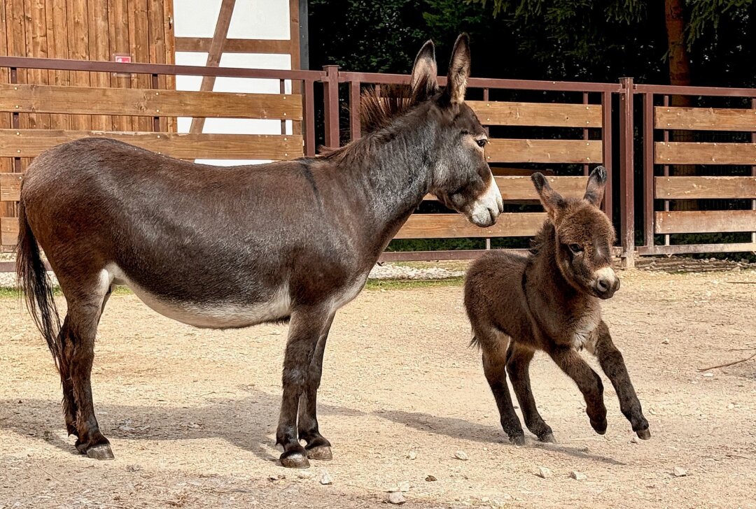 Zoo der Minis: Namen für Mini-Esel-Mädchen gesucht - Im Auer Zoo der Minis gibt es Nachwuchs bei den amerikanischen Miniatureseln. Foto: Ralf Wendland