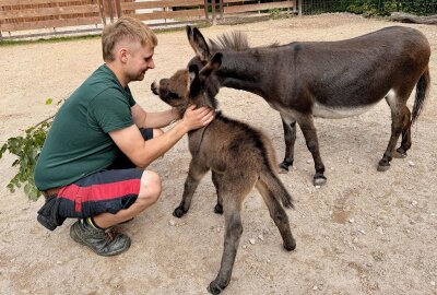 Zoo der Minis: Namen für Mini-Esel-Mädchen gesucht - Im Auer Zoo der Minis gibt es Nachwuchs bei den amerikanischen Miniatureseln - im Bild Zootierpfleger Peter Hömke mit Mutter und Tochter. Foto: Ralf Wendland