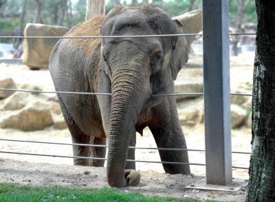 Elefant