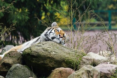 Tiger schlafend auf Stein