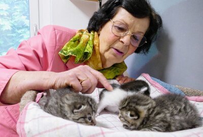 Zschopauer Tierschutzstation vermittelt kuschlige und stachlige Bewohner - Dies sind drei der Katzenbabys, die Christine Grzelka und ihre Helfer in den vergangenen Wochen groß gezogen haben. Foto: Andreas Bauer