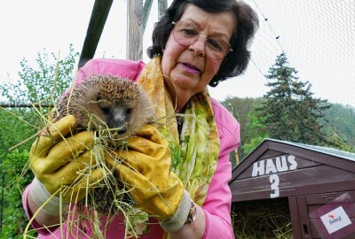 Zschopauer Tierschutzstation vermittelt kuschlige und stachlige Bewohner - Auch um Igel kümmern sich die Helfer der Tierschutzstation. Foto: Andreas Bauer