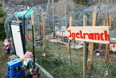 Zschopauer Tierschutzstation vermittelt kuschlige und stachlige Bewohner - Die Igel-Ranch wird daher in Kürze - nach dem Auszug der aktuellen Bewohner - erneuert. Foto: Andreas Bauer