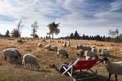 Zu Gast bei Heimatfreunden: Mit Locals durchs Hochsauerland - Macht dem Namen des Bergs alle Ehre: Hang mit Schafen am Kahlen Asten.