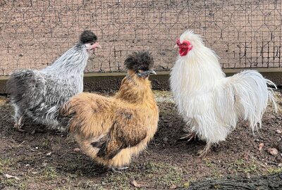 Zu Ostern ist einiges los im Auer Zoo der Minis - Im Auer Zoo der Minis gibt es viel zu entdecken und bei einigen Tierfamilien gibt es Nachwuchs. Foto: Ralf Wendland