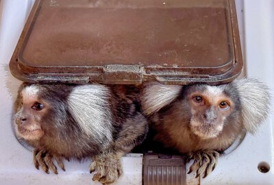 Zwei Affen-Familien haben Zwillinge bekommen - Der Auer Zoo der Minis hat Nachwuchs bei den Weißbüschelaffen. Foto: Ralf Wendland