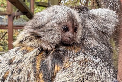 Zwei Affen-Familien haben Zwillinge bekommen - Der Auer Zoo der Minis hat Nachwuchs bei den Weißbüschelaffen. Foto: Ralf Wendland