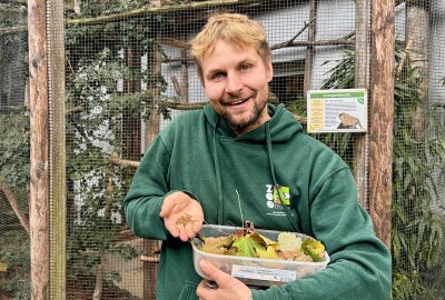 Zwei Affen-Familien haben Zwillinge bekommen - Zootierpfleger Peter Hömke hat für die Affen Leckereien dabei. Foto: Ralf Wendland