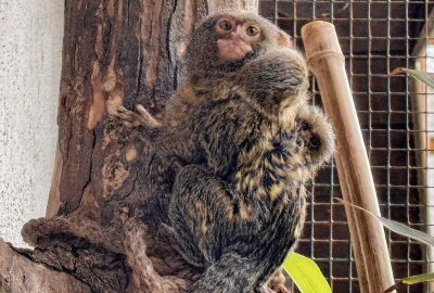 Zwei Affen-Familien haben Zwillinge bekommen - Der Auer Zoo der Minis hat Nachwuchs bei den Zwergseidenaffen. Foto: Ralf Wendland