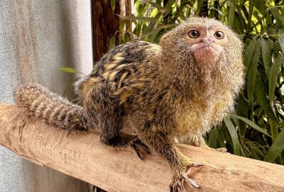 Zwei Affen-Familien haben Zwillinge bekommen - Der Auer Zoo der Minis hat Nachwuchs bei den Zwergseidenaffen. Foto: Ralf Wendland