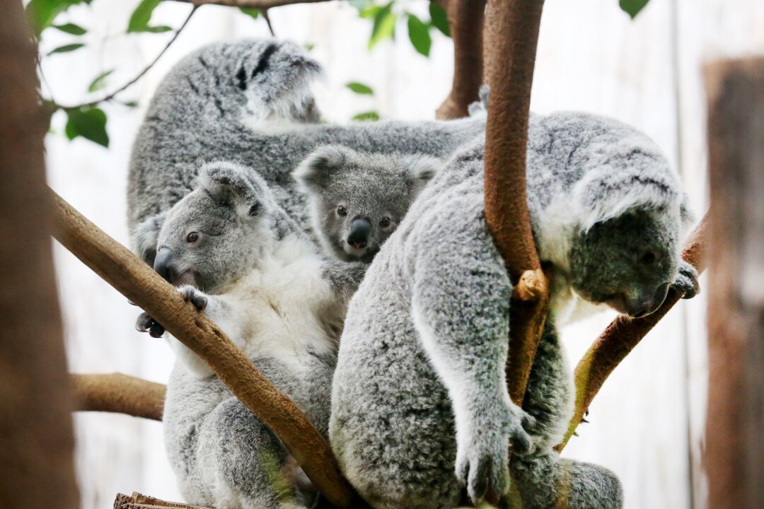 Zwei schwer kranke Koalas im Duisburger Zoo eingeschläfert - Der Duisburger Zoo ist europaweit Spezialist für die aufwendige Zucht und Zoo-Haltung der Koalas. (Archivbild)