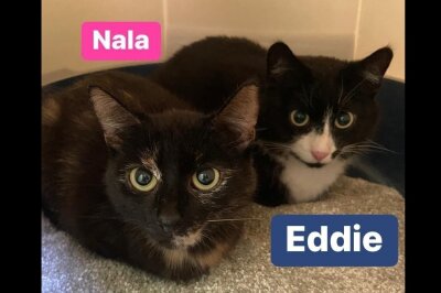 Zwei Zuhause gesucht: Eddi & Nala sowie Freigänger Lennox - Nala und Eddie suchen gemeinsam eine Wohnungsfamilie.