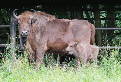 Zweifacher Nachwuchs beim größten Wildrind Europas im Wildgatter Oberrabenstein - Im Wildgatter Oberrabenstein gabe es erneut Nachwuchs bei den Wiesenten. Foto: Jan Klösters, Tierpark Chemnitz