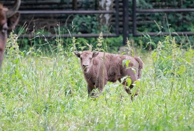 Zweifacher Nachwuchs beim größten Wildrind Europas im Wildgatter Oberrabenstein - Im Wildgatter Oberrabenstein gabe es erneut Nachwuchs bei den Wiesenten. Foto: Jan Klösters, Tierpark Chemnitz