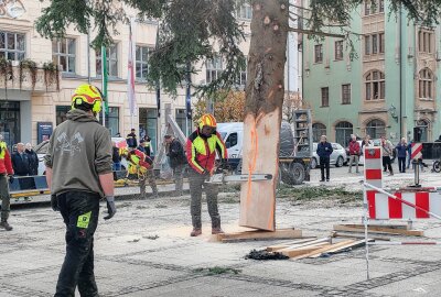 Zwickauer Weihnachtsmarkt nimmt Gestalt an: 40 Jahre alte Tanne schmückt den Hauptmarkt - Am Dienstagnachmittag wurde die aus dem Vogtland stammende Tanne auf dem Hauptmarkt der Robert-Schumann-Stadt aufgestellt. Foto: Ludmila Thiele