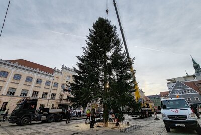 Zwickauer Weihnachtsmarkt nimmt Gestalt an: 40 Jahre alte Tanne schmückt den Hauptmarkt - Für den sicheren Transport nach Zwickau per Schwerlaster wurden die Äste eingeschnürt. Foto: Ludmila Thiele