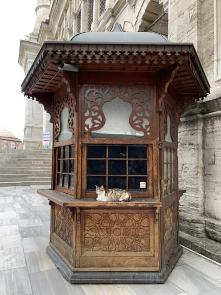 In Istanbul gibt es viele streuende Katzen, die Stadt hat sogar Futterautomaten aufgestellt.