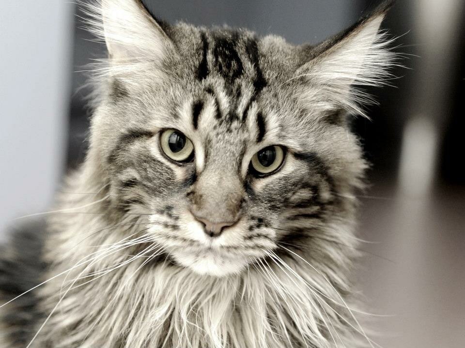 Leo ist ein Maine coon Kater und mittlerweile schon 12 Jahre alt