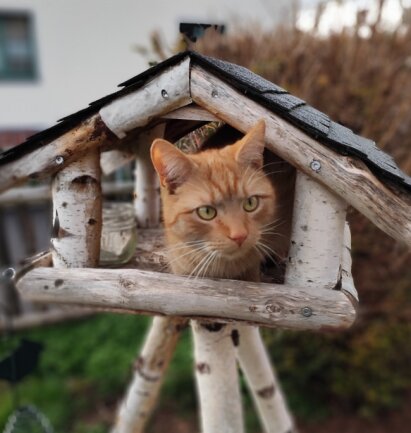 Charlie liebt es mit seiner Familie zu kuscheln und gemeinsam im Garten zu sein.<br />
Am Abend stromert er dann allein durch die Gegend.