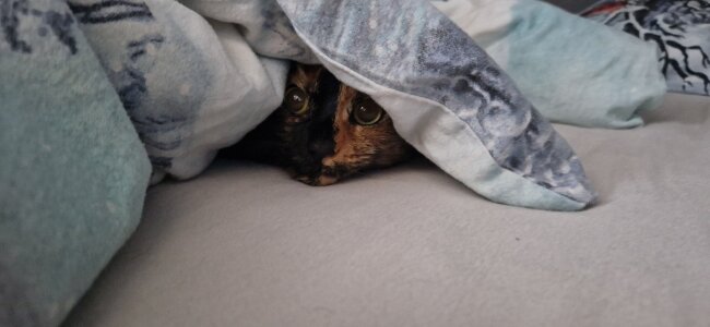 Da ist Miezi, da versteckt sie sich sobald der Staubsauger kommt. Dieser Blick unbeschreiblich s&uuml;ss????