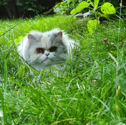 Unsere Cookie ist gern draussen und jagt Fliegen und frisst gern Gras.