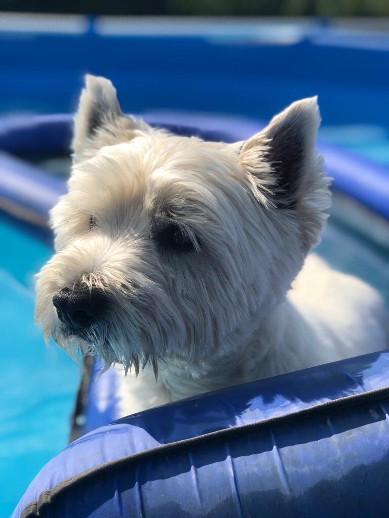 Willi liebt es im pool zu sein, entweder auf dem bord oder in seiner Wasserh&auml;ngematte. .