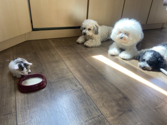 Wir hatten den kleinen Lasse zur Pflege, weil er keine Mutter mehr hatte und die Besitzer im Urlaub waren. Unsere 3 haben nur darauf gewartet, dass er endlich mit dem Fressen fertig wird und sie die leckere Babymilch bekommen. Bruno, der schwarz-wei&szlig;e, hat f&uuml;r Lasse die Mutterrolle &uuml;bernommen.