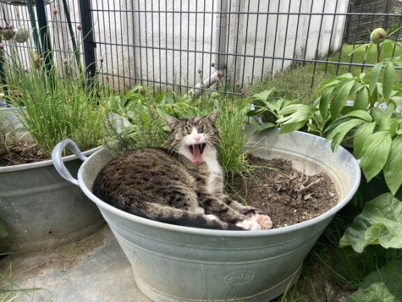 Minnie haben wir im November 2016 aus dem Tierheim geholt <br />
Sie findet &uuml;berall einen Schlafplatz ob im Blumentopf, auf der Heizung oder in Kartons