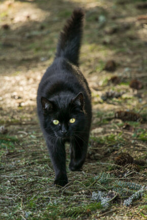 Ob eine schwarze Katze Gl&uuml;ck bringt h&auml;ngt davon ab, ob du Mensch oder Maus bist.