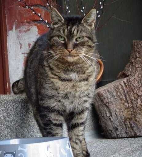 Das ist unser Kater Tiger, ein gutes ruhiges Tier mit stets majest&auml;tischen Blick. Er ist uns zugelaufen und lebt seitdem bei uns. Eines Tages kam er aber nicht mehr nach Hause. Viele Wochen vergingen, jeden Tag suchten wir nach ihm. Wir fragten Nachbarn, klopften an Garagen.... Kein Erfolg. Genau an Weihnachten stand er pl&ouml;tzlich vor unserer Haust&uuml;r. Das sch&ouml;nste Weihnachtsgeschenk: Tiger war wieder da!