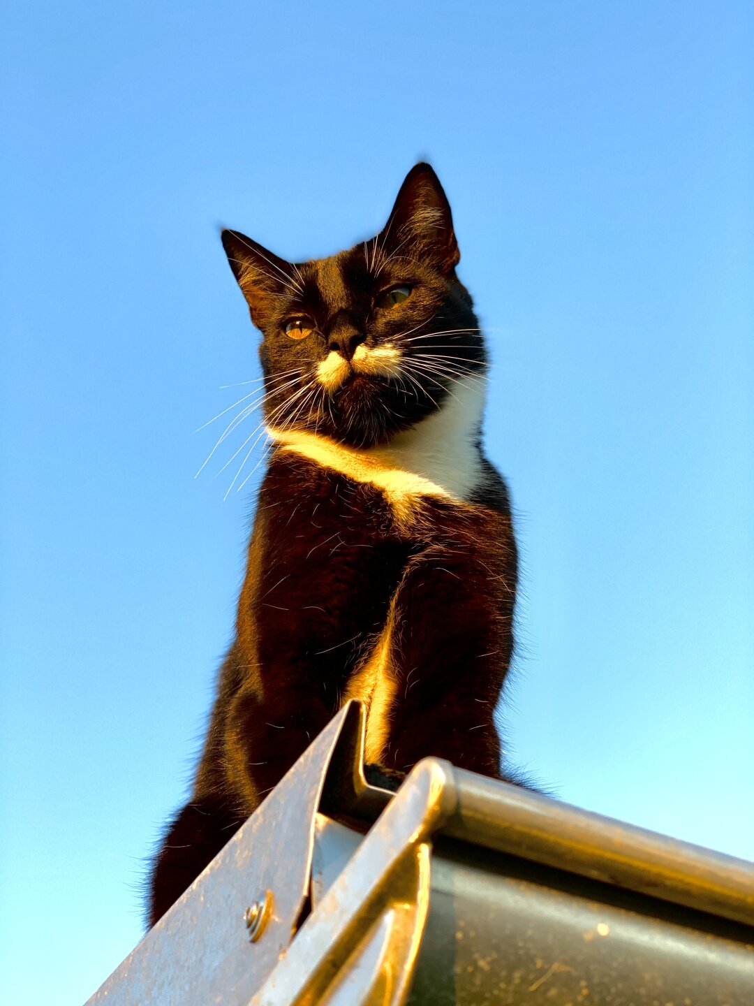 Wie auf dem Foto sitzt unser Karlo gern auf dem Schuppendach wo er die Aussicht auf den Garten und die weiten Felder Eppendorfs genie&szlig;t. Er ist ein Freig&auml;nger Kater liebt aber dennoch sein Zuhause und hat trotz langer Erkundungstouren ein wundervoll weiches, gl&auml;nzendes, schwarzes Fell.