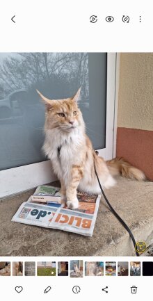 Ich bin ein liebenswert,frecher und verfressener Maine Coon Kater. Mein Name ist Schnitzel,ich werde aber oft von meiner Mama Dicker oder Lumpi gerufen. Leider habe ich auch schon 2 H&uuml;ft OP's hinter mir, aber nach der Physio ging es mir wieder gut. Mein allerliebstes Hobby ist schlafen ;).