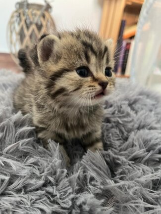 Luzy ist der Nachwuchs unserer Katzendame Lia. Sie ist eine wirklich verr&uuml;ckte kleine Nudel.