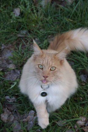 Ich besitze meinen Maincoon Kater Lucky seit 3 Jahren und ich mache sehr gerne viele Fotos mit meiner Kamera von ihm im Park. Ich habe ihm auch ein paar kleine Tricks beigebracht, einer davon ist auf dem Foto zu sehen, er hebt seine Pfote. Er folgt mir &uuml;berall hin und wenn ich ihn rufe kommt er immer angerannt, er ist ein toller, schlauer und liebebed&uuml;rftiger Kater.