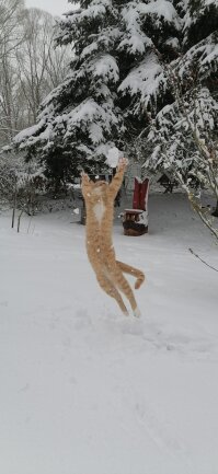 Franzl tr&auml;gt zu recht sein rotes Fell. Wenn man ihn sucht, muss man nach oben in die B&auml;ume schauen. H&ouml;henangst kennt er nicht. Neben Schneeballfangen im Winter, kann man auch Verstecken mit ihm spielen. Und nach einem langen Tag drau&szlig;en in der Natur, liebt er es auch einfach mit uns gemeinsam auf dem Sofa zu kuscheln.