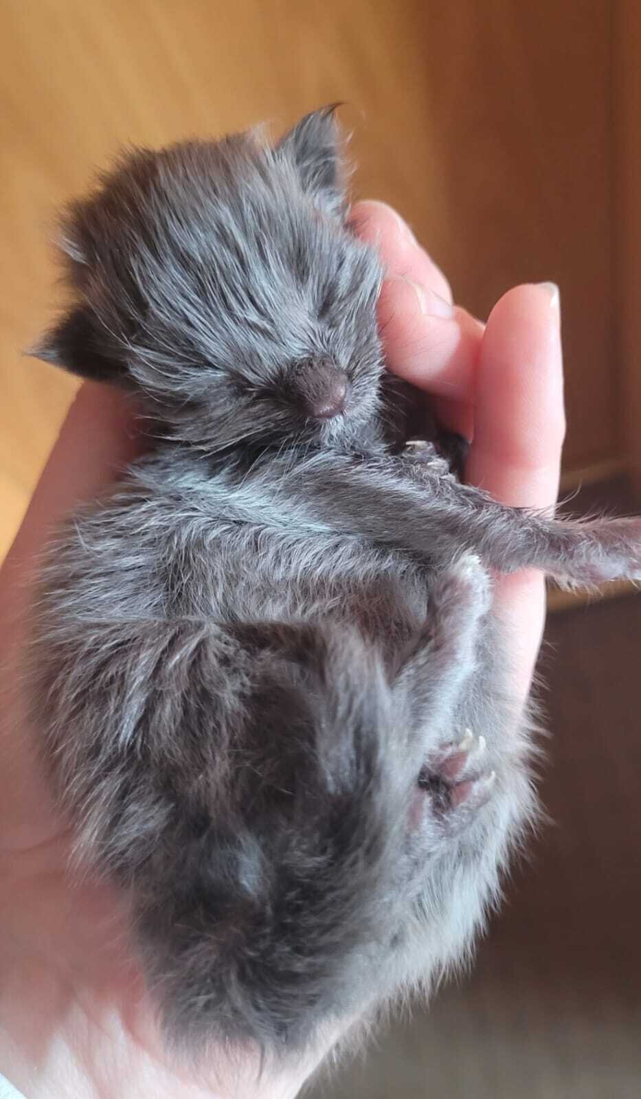 Die kleine Blue war das Herzst&uuml;ck der Tiertafel Erzgebirge. Sie wurde mit einem schweren Gendefekt geboren. Trotzdem versuchten die Mitglieder der Tiertafel Erzgebirge ihre wenigen Tage so liebevoll wie m&ouml;glich zu gestalten. Blue war die gro&szlig;e Herzensbrecherin. Sie k&auml;mpfte und hat doch verloren. Blue steht stellvertretend f&uuml;r viele K&auml;tzchen da drau&szlig;en, die bereits nach wenigen Tagen versterben. <br />
Blue ist der Grund, weshalb die Mitglieder der Tiertafel Erzgebirge und die Unterst&uuml;tzer der Tiertafel f&uuml;r die Vergr&ouml;&szlig;erung des Tierasyls/Tierhospiz Spenden sammeln. <br />
Lasst daher bitte ein Like da und lasst Blue um die Welt reisen, damit das Tierasyl erweitert werden kann. Danke