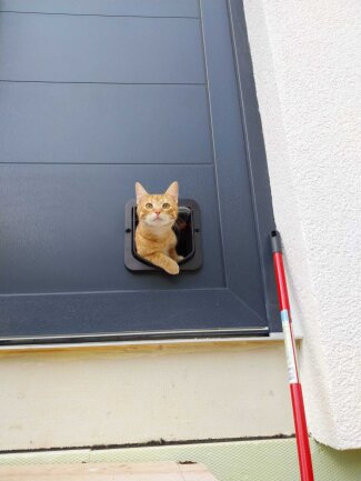 Unser Stubentiger M&ouml;hre &auml;rgert am liebsten aber liebevoll seine Schwester Wuschel. Anderen Tieren gegen&uuml;ber ist er stets aufgeschlossen und l&auml;dt sie zum Spielen ein. Seit er raus darf, jagt er alles was krabbelt und fliegt oder fetzt mit unerm&uuml;dlicher Energie &uuml;ber Stock und Stein. Er liebt es wenn er stundenlang gekrault und gek&auml;mmt wird.