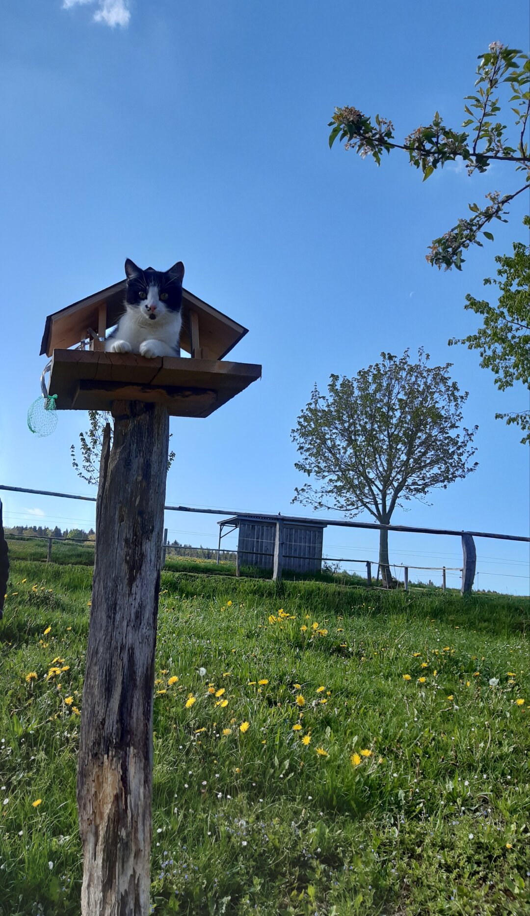 Wo sind die kleinen V&ouml;gelchen, kommt zu Papi