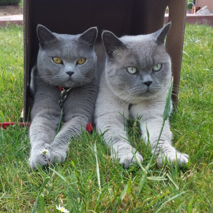 Ich hatte von klein auf Tiere (Hunde und Katzen). Seit 43 Jahren habe ich nur Rassekatzen (Perser bzw. British Kurzhaar). Im Garten f&uuml;hlen sich die beiden jetzigen Katzen sehr wohl und nutzen jeden Karton zum reinkriechen.