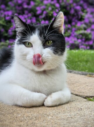 Nachdem unser langj&auml;hriger Kater, der uns zugelaufen war, leider gestorben war, waren alle in der Familie so traurig, dass wir nach einer neuen Katze gesucht haben. Auf einem Bauernhof in Callenberg war ein kleines s&uuml;&szlig;es K&auml;tzchen &quot;&uuml;brig&quot;, und ganz schnell wurde sie zu unserem Familientier. Sie liebt besonders unsere 4 Kinder und kuschelt sich auch gerne mal zu ihnen ins Bett. Wenn sie im Garten spielen, ist Bettie immer in der N&auml;he und schaut interessiert, ob sie mitspielen kann. Sie darf sogar manchmal mit am Tisch sitzen und ist dabei ganz artig und wartet, ob sie von den Kindern etwas bekommt.