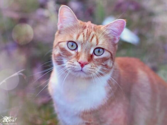 Mauzi wurde als Kitten aus dem Tierheim adoptiert und ist seit dem fester Bestandteil unserer Familie. Durch seine freche Art und sein aufgeschlossenes Wesen ist er immer f&uuml;r einen lustigen Moment zu haben und bester Kuschelpartner der Welt.