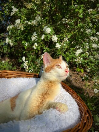 Charline ist ein K&auml;tzchen mit schwerer Ataxie. Sie kann weder laufen, springen noch selbstst&auml;ndig sitzen. Charline wurde von einer Streunerin geboren. Aller ihre Kinder erkrankten an der Katzenseuche. Zwei Geschwister mussten sterben und bei Charline blieb die schwere Atxie zur&uuml;ck. Sie hat trotzdem sehr gro&szlig;e Freude am Leben.