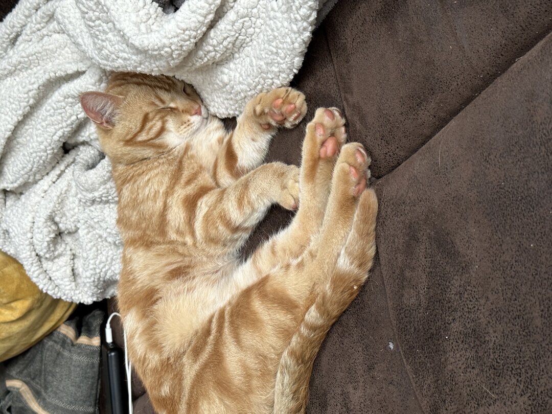 Unser liebste Kampfkatze, der immer wieder mit neuen Schmarren nach Hause Schmarren oder auch mal zwei Tage gesucht werden muss, weil ihm jedes Abenteuer lieb ist. Aber zu Hause wird geschmust und geschlafen.