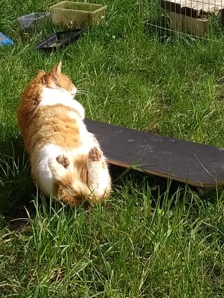 Hier f&auml;llt Bobby gerade vom Skateboard.